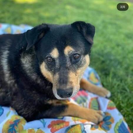 Ramona, a Adoptable mixed breed in Turlock, CA image 6/6