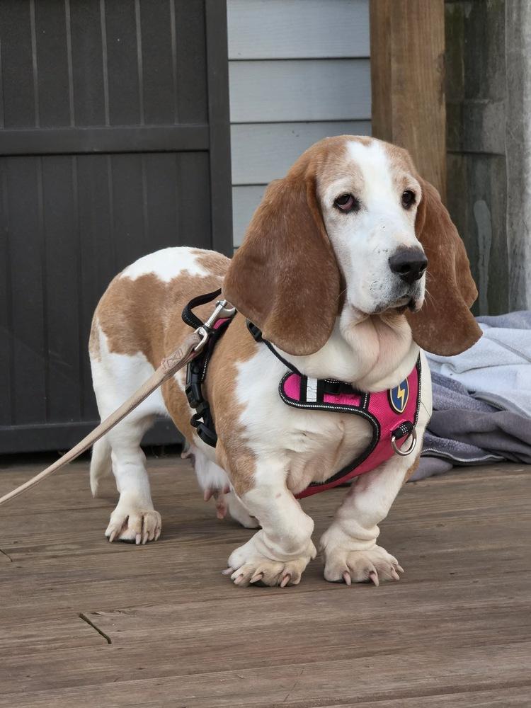lucy, Adoptable, Adult Female Basset Hound.