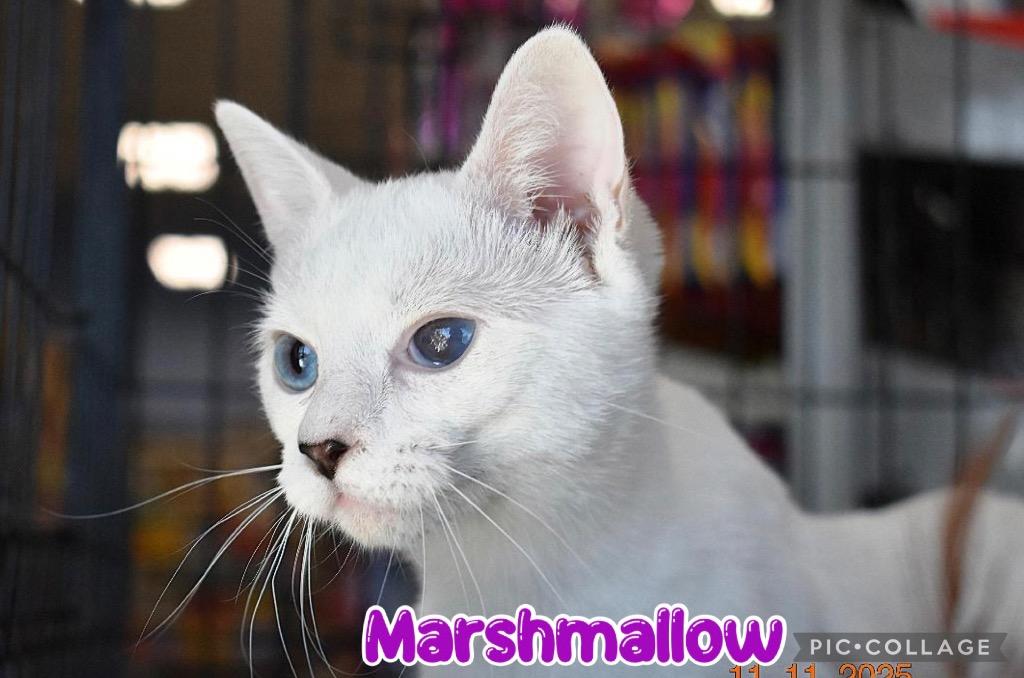 Marshmallow, a Adoptable mixed breed in Fort Oglethorpe, GA image 1/6