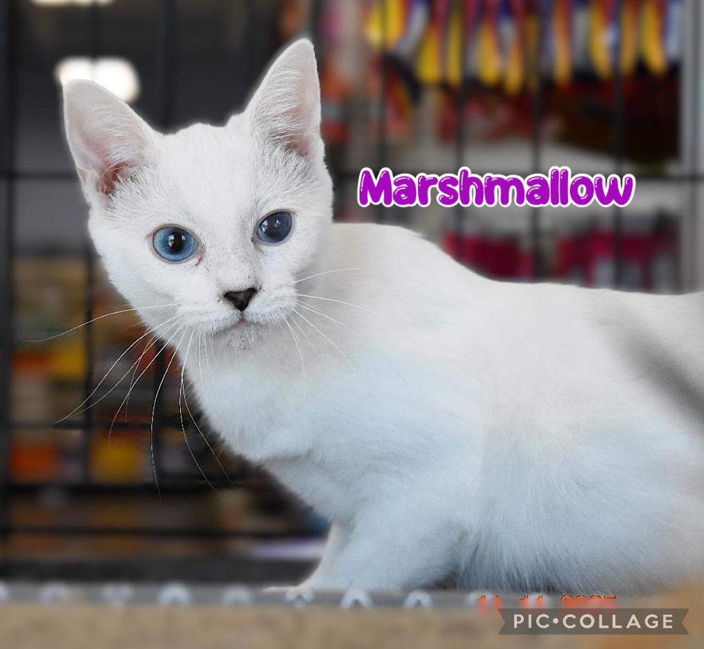Marshmallow, a Adoptable mixed breed in Fort Oglethorpe, GA image 2/6