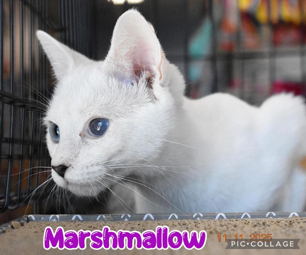 Marshmallow, a Adoptable mixed breed in Fort Oglethorpe, GA image 4/6