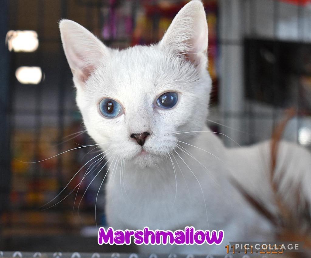 Marshmallow, a Adoptable mixed breed in Fort Oglethorpe, GA image 5/6