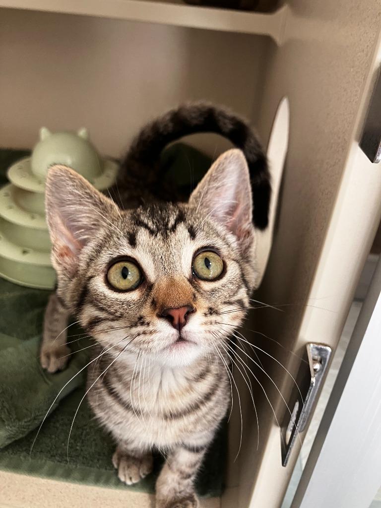 Beignet, Adoptable, Young Male Domestic Short Hair.