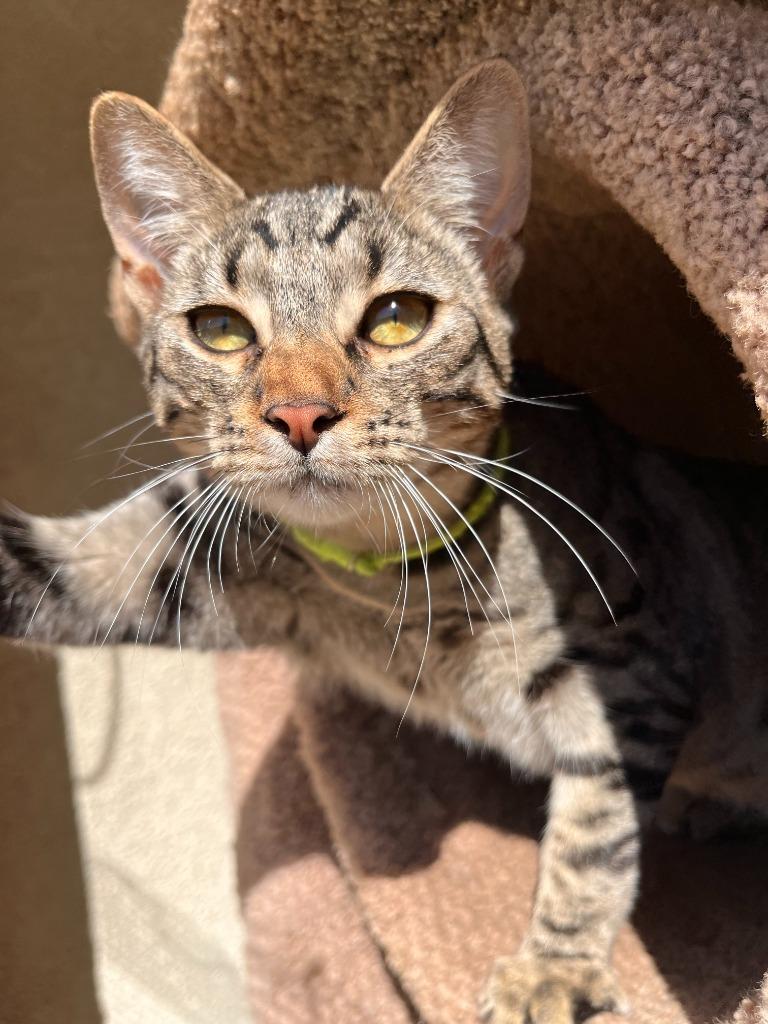Beignet, a Adoptable mixed breed in Canyon Country, CA image 2/6