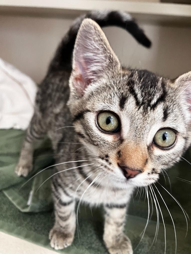 Enlarge Beignet, a Adoptable mixed breed in Canyon Country, CA image 3/6