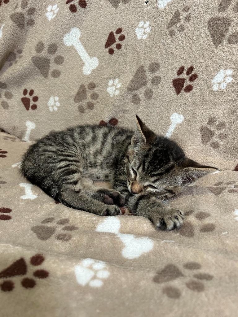 Beignet, a Adoptable mixed breed in Canyon Country, CA image 4/6