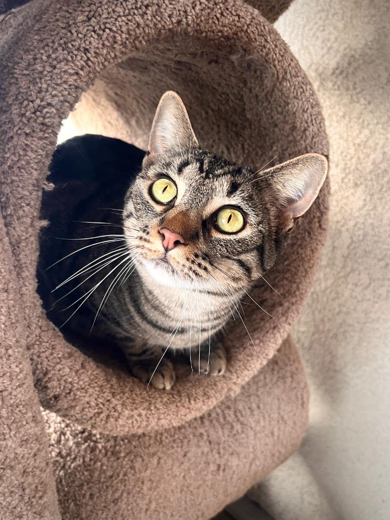 Enlarge Beignet, a Adoptable mixed breed in Canyon Country, CA image 6/6