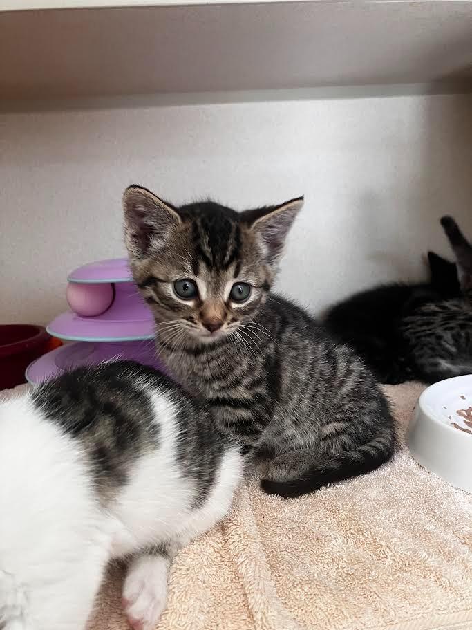 Enlarge Beignet, a Adoptable mixed breed in Canyon Country, CA image 6/6