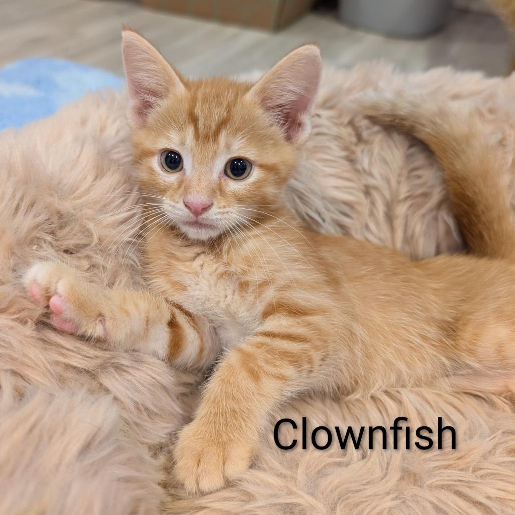 Clownfish, Adoptable, Kitten Male Domestic Short Hair.