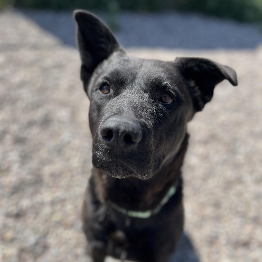 Ricky, Adoptable, Adult Male Black Labrador Retriever & Mixed Breed.