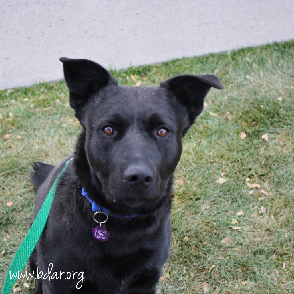 Enlarge Ricky, a Adoptable mixed breed in Cheyenne, WY image 2/6
