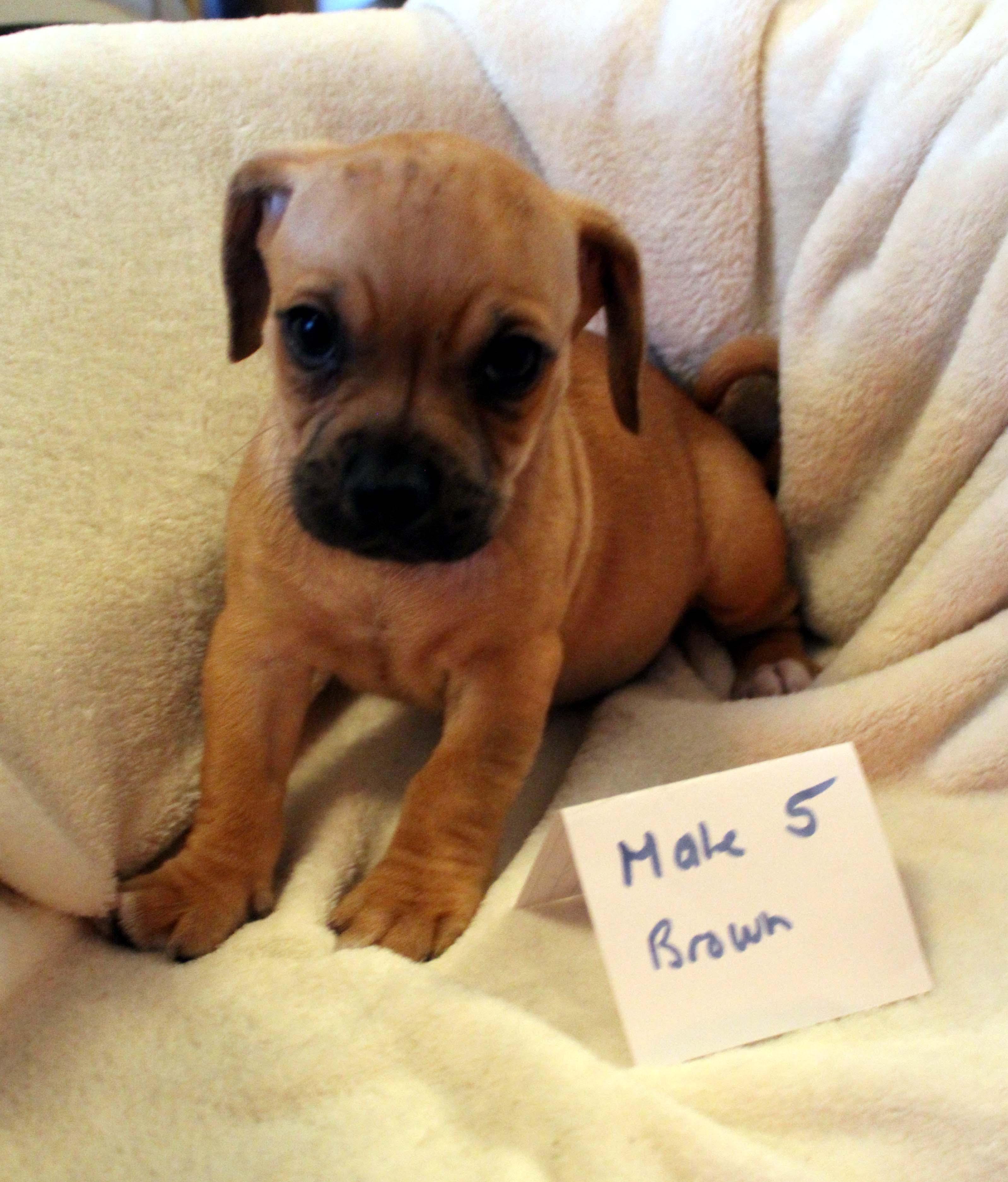 CHIHUAHUA PUPPY (MALE #5 BROWN), a Adoptable mixed breed image 2/5