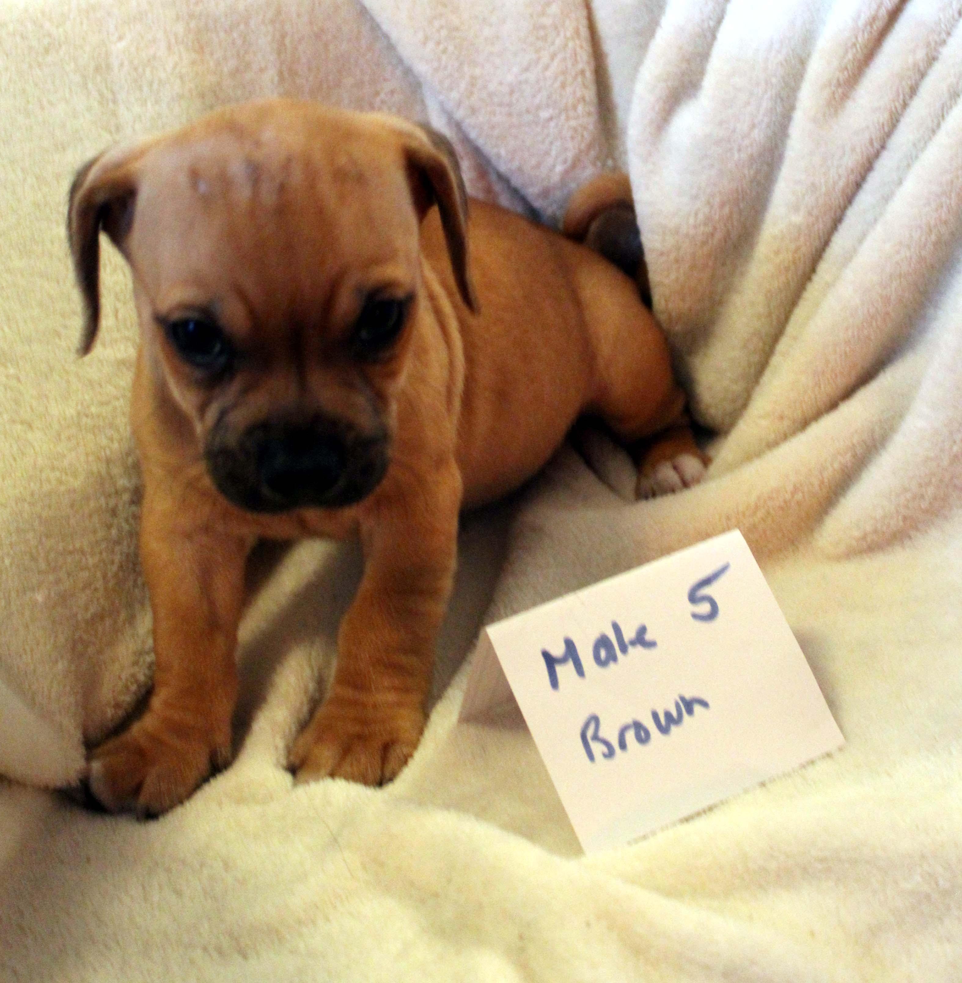 CHIHUAHUA PUPPY (MALE  #5 BROWN), Adoptable, Puppy Male Chihuahua & Dachshund.