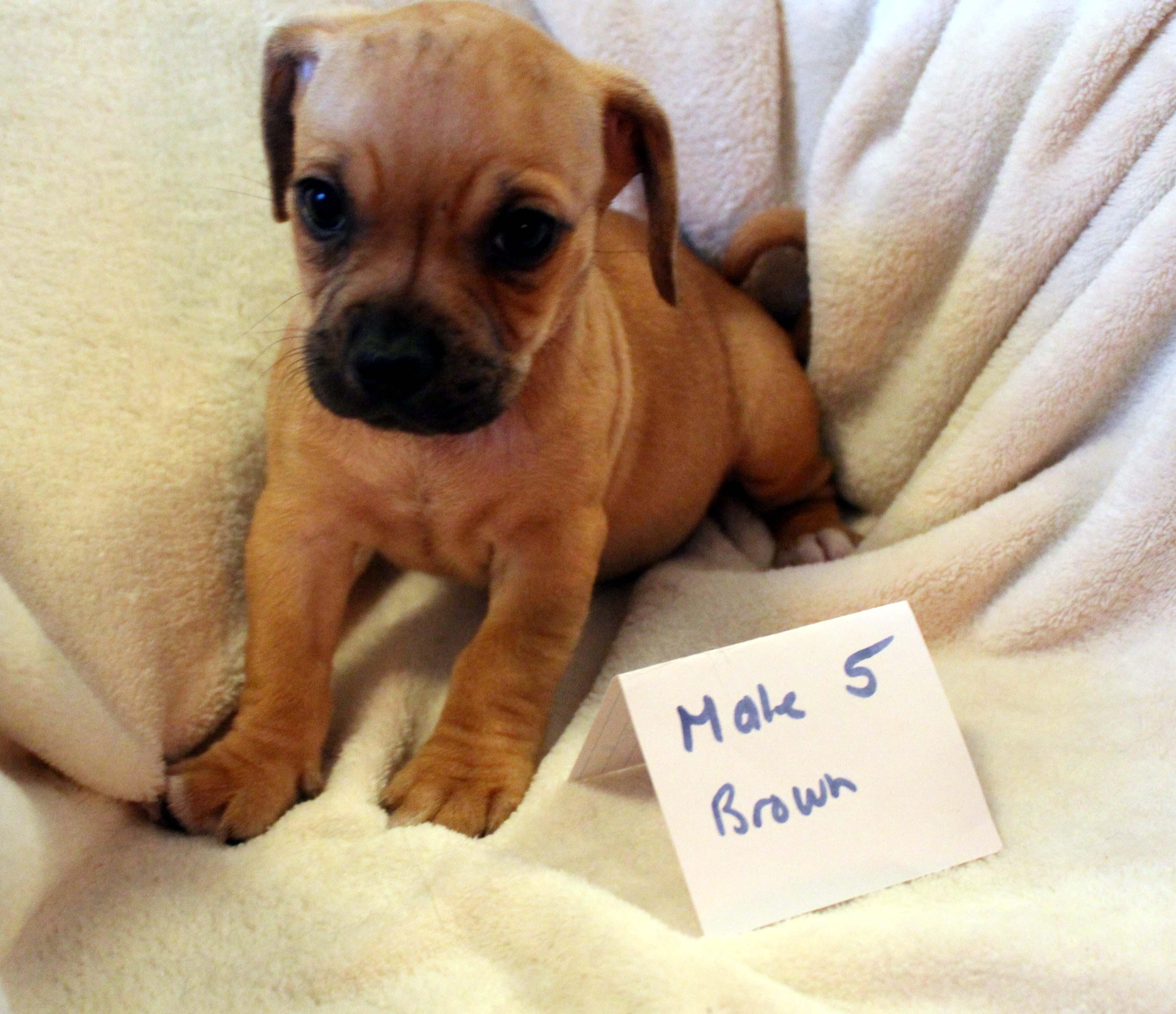 CHIHUAHUA PUPPY (MALE #5 BROWN), a Adoptable mixed breed image 4/5