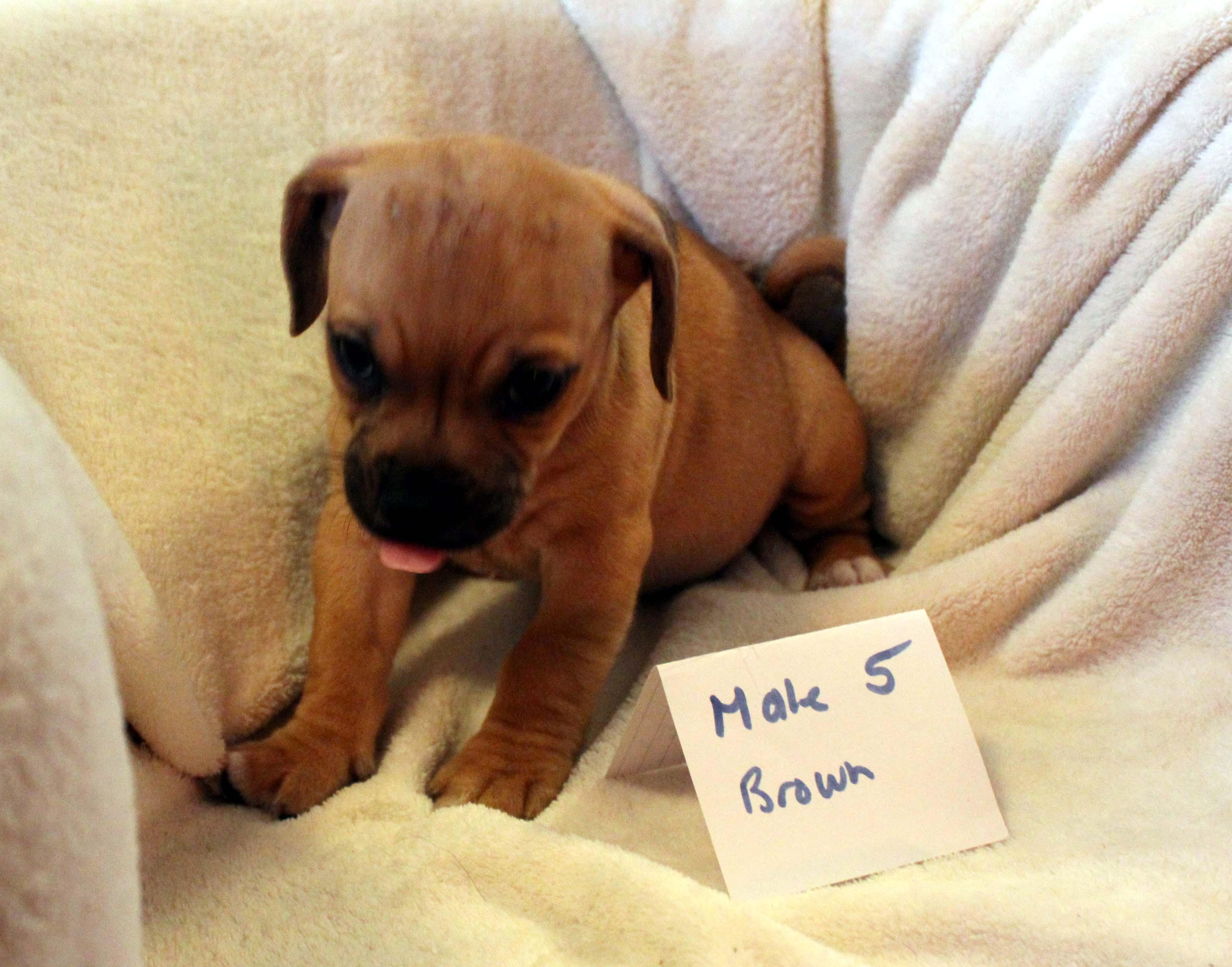 CHIHUAHUA PUPPY (MALE #5 BROWN), a Adoptable mixed breed image 3/5