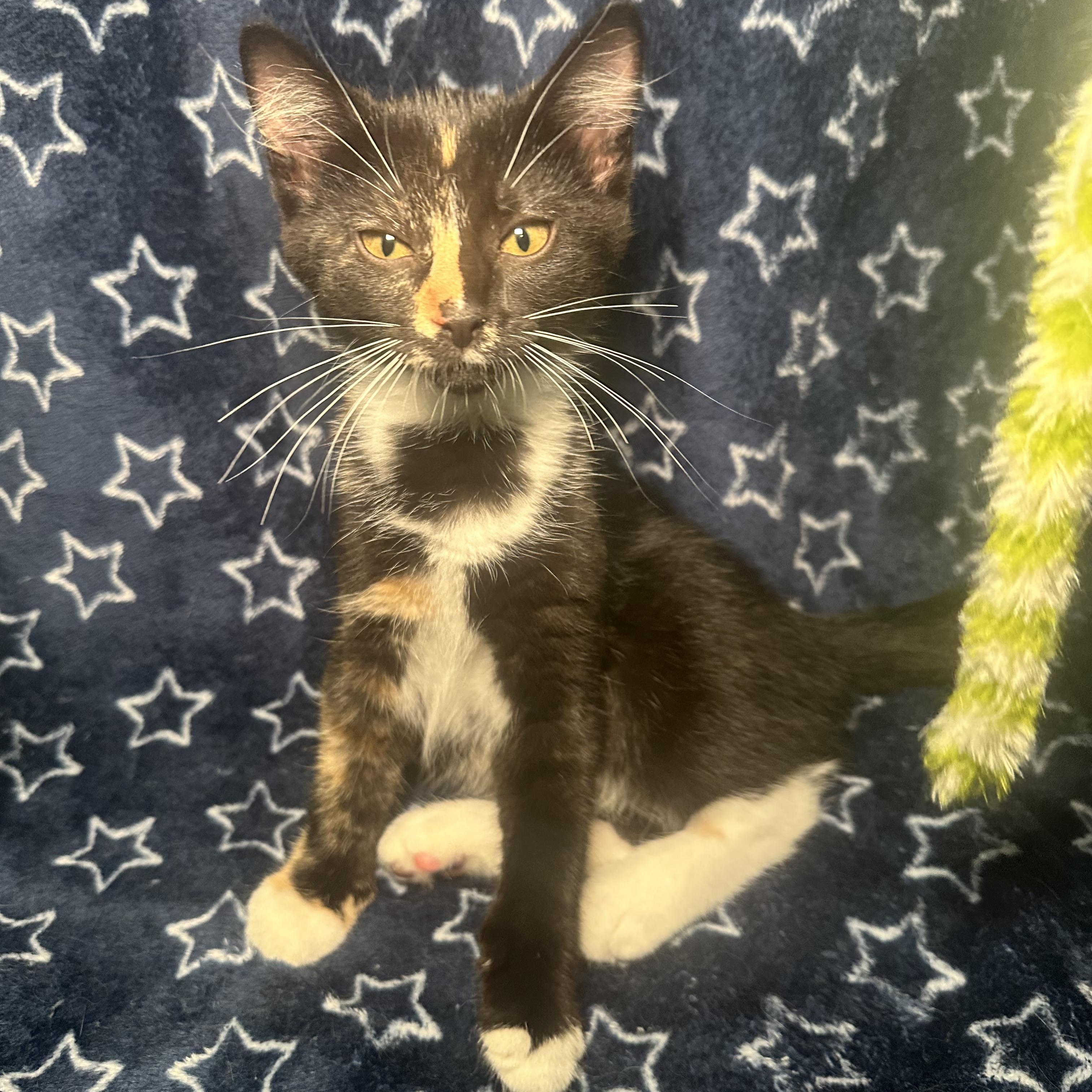 Enlarge Niki, a Adopted Domestic Short Hair in Kent, OH image 4/6