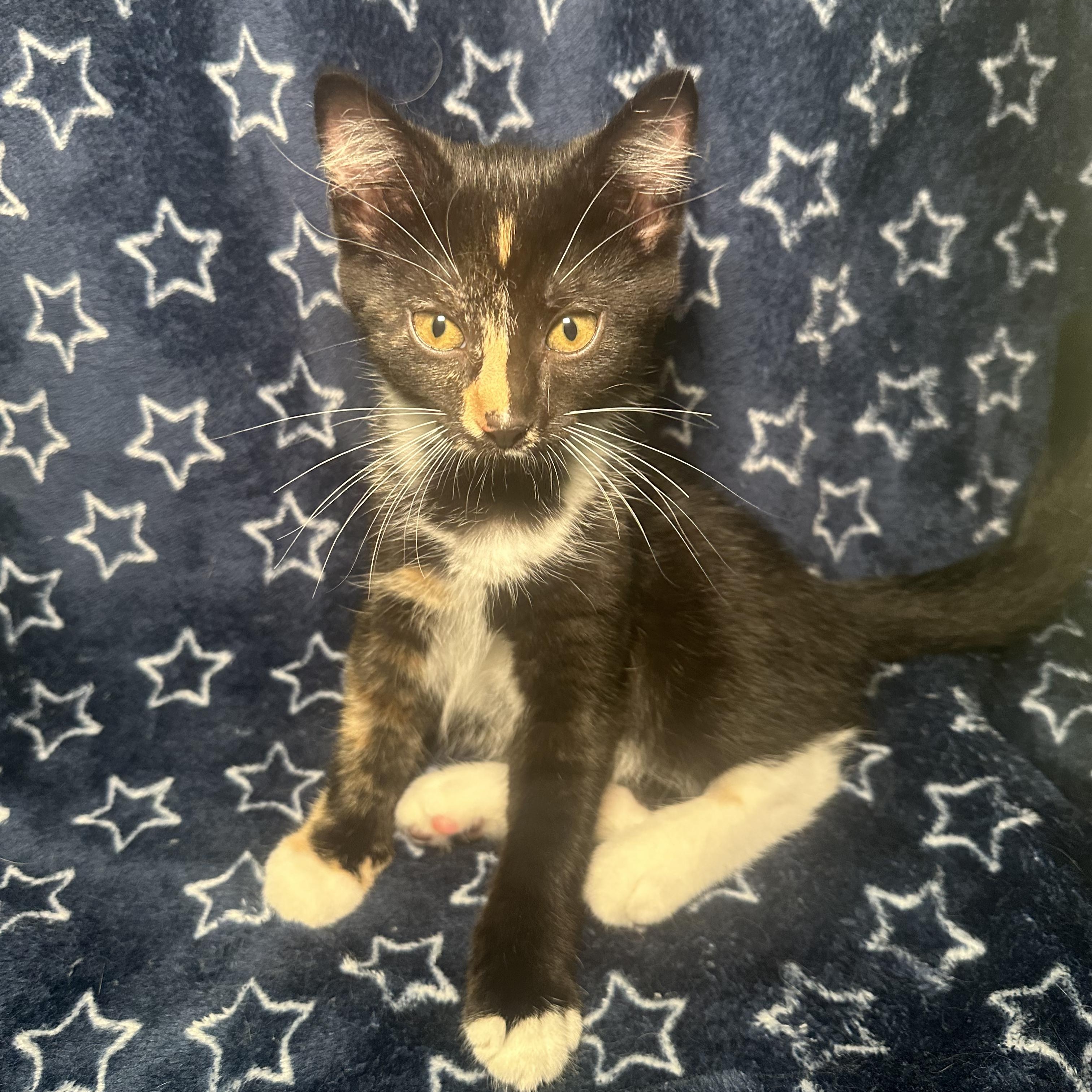 Enlarge Niki, a Adopted Domestic Short Hair in Kent, OH image 2/6