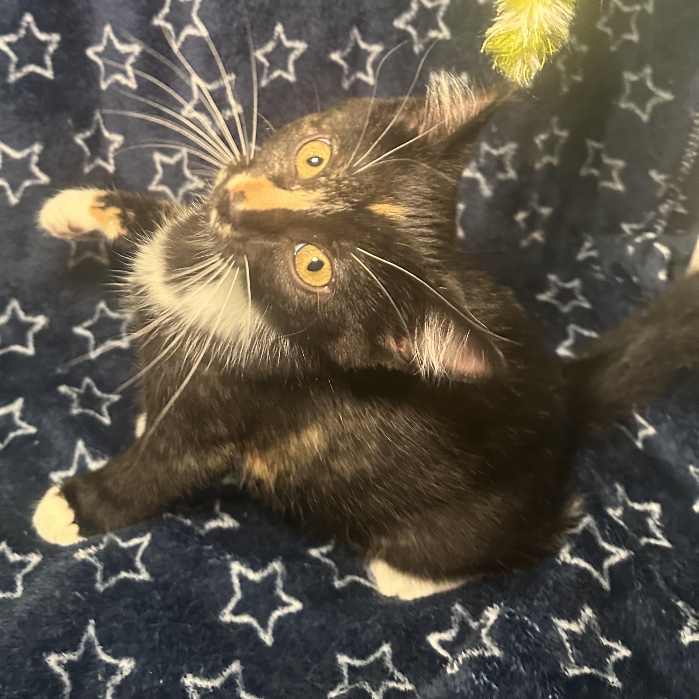 Enlarge Niki, a Adopted Domestic Short Hair in Kent, OH image 6/6