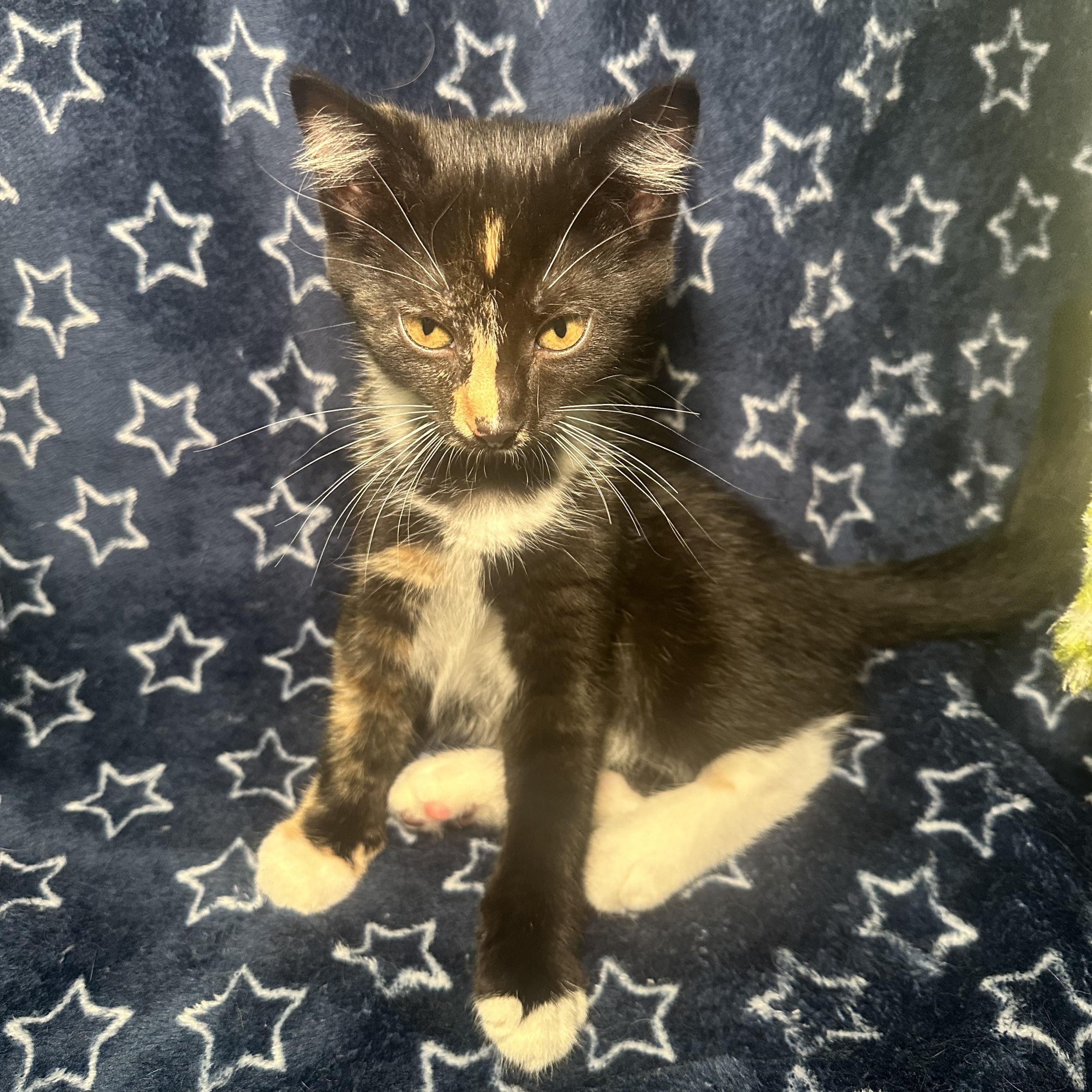 Enlarge Niki, a Adopted Domestic Short Hair in Kent, OH image 3/6
