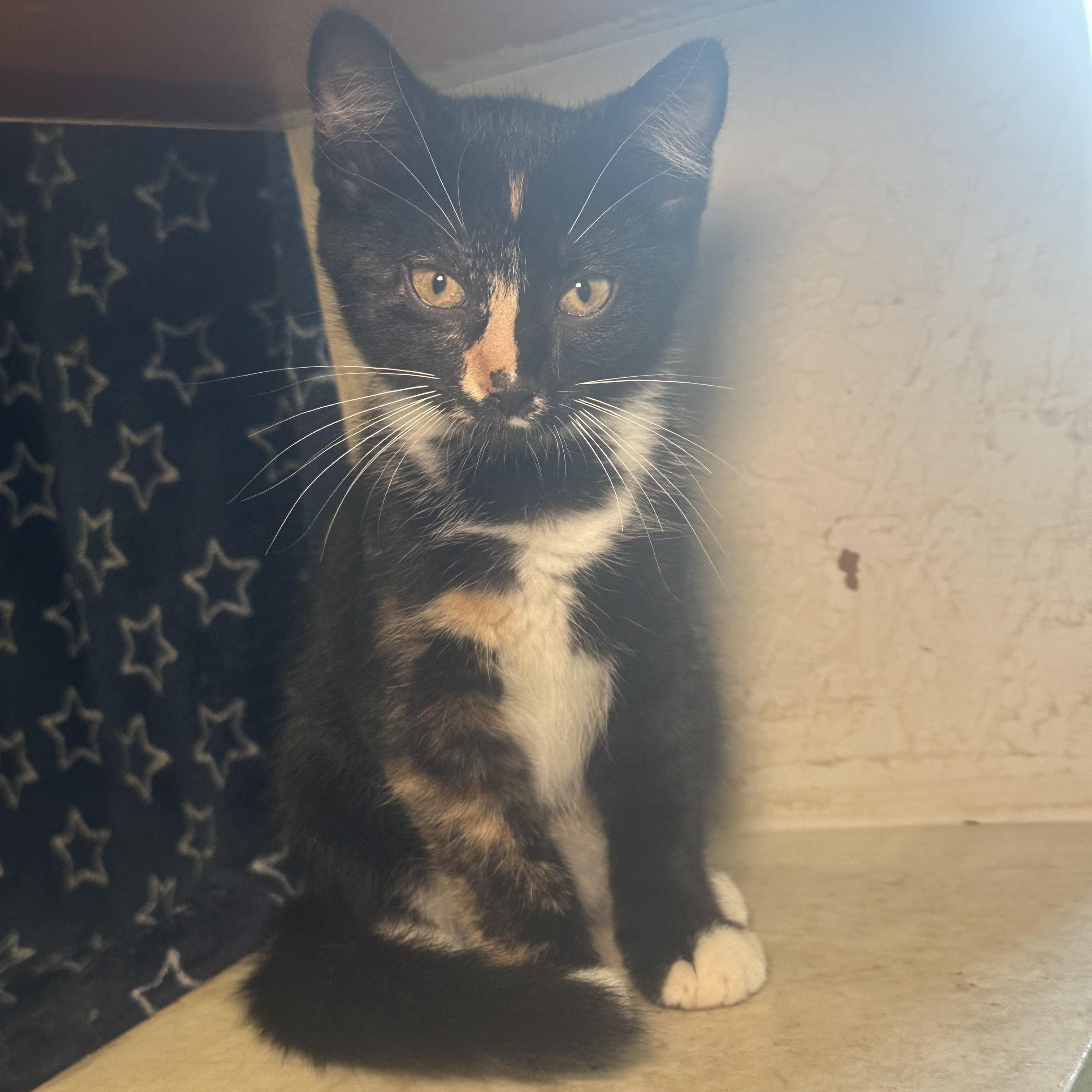 Enlarge Niki, a Adopted Domestic Short Hair in Kent, OH image 1/6