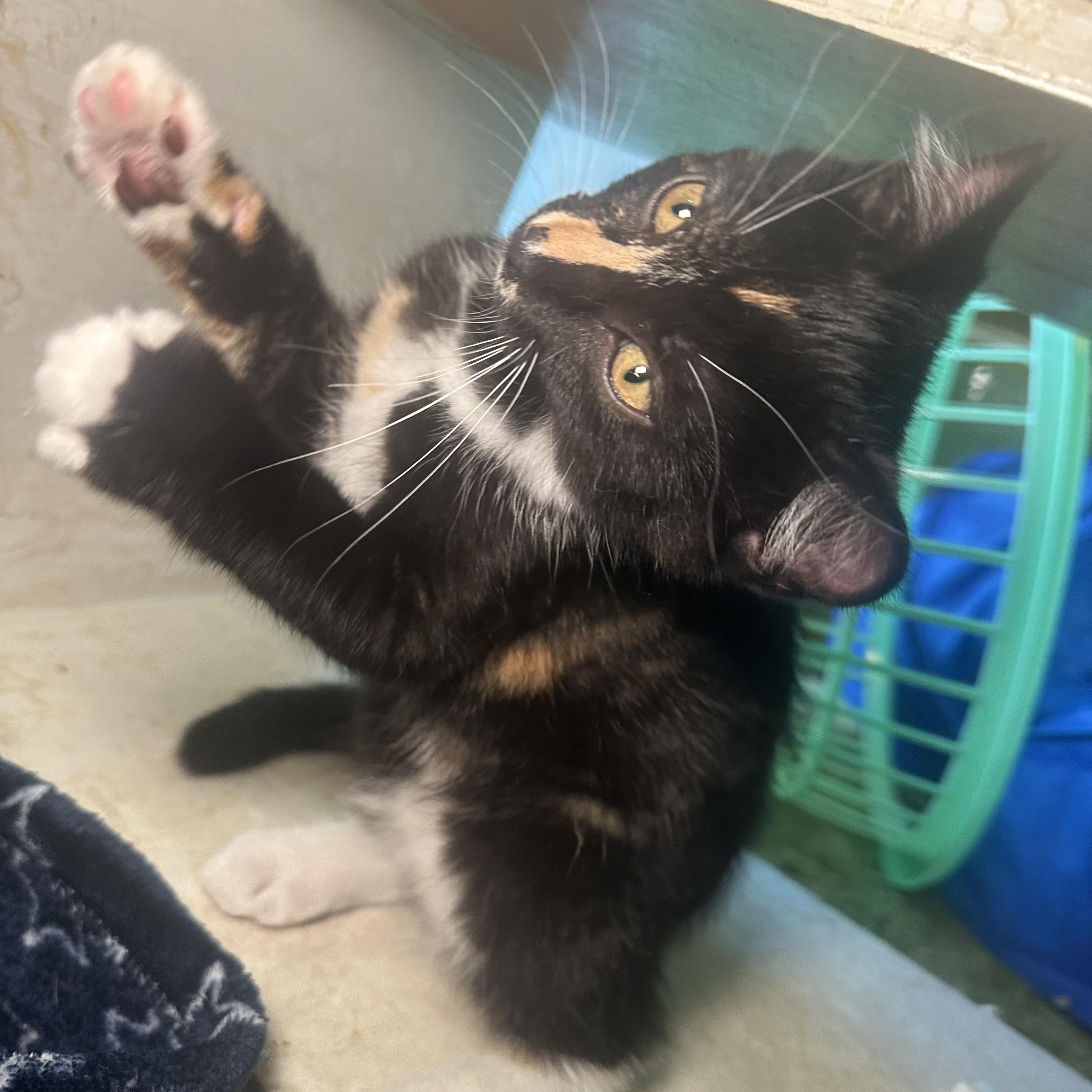 Enlarge Niki, a Adopted Domestic Short Hair in Kent, OH image 5/6