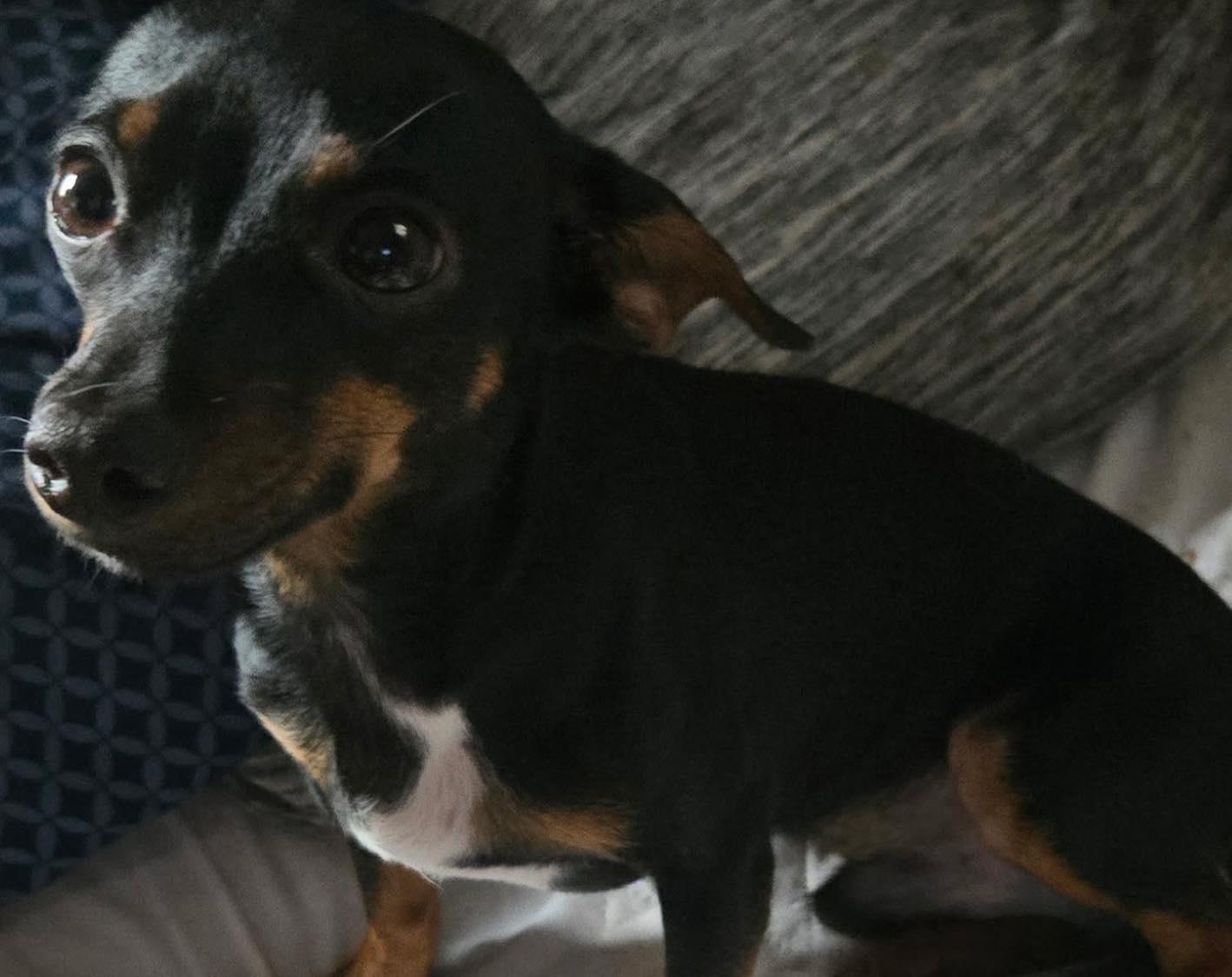 Sawyer, an adopted mixed breed in Winsted, CT image 2/2