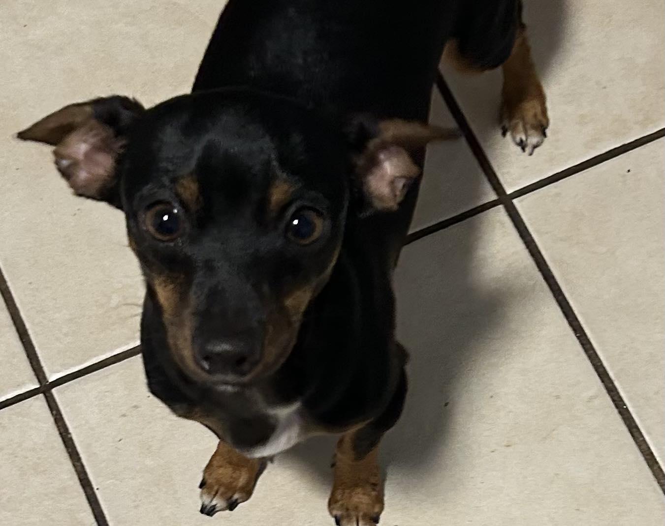 Sawyer, an adopted mixed breed in Winsted, CT image 1/2