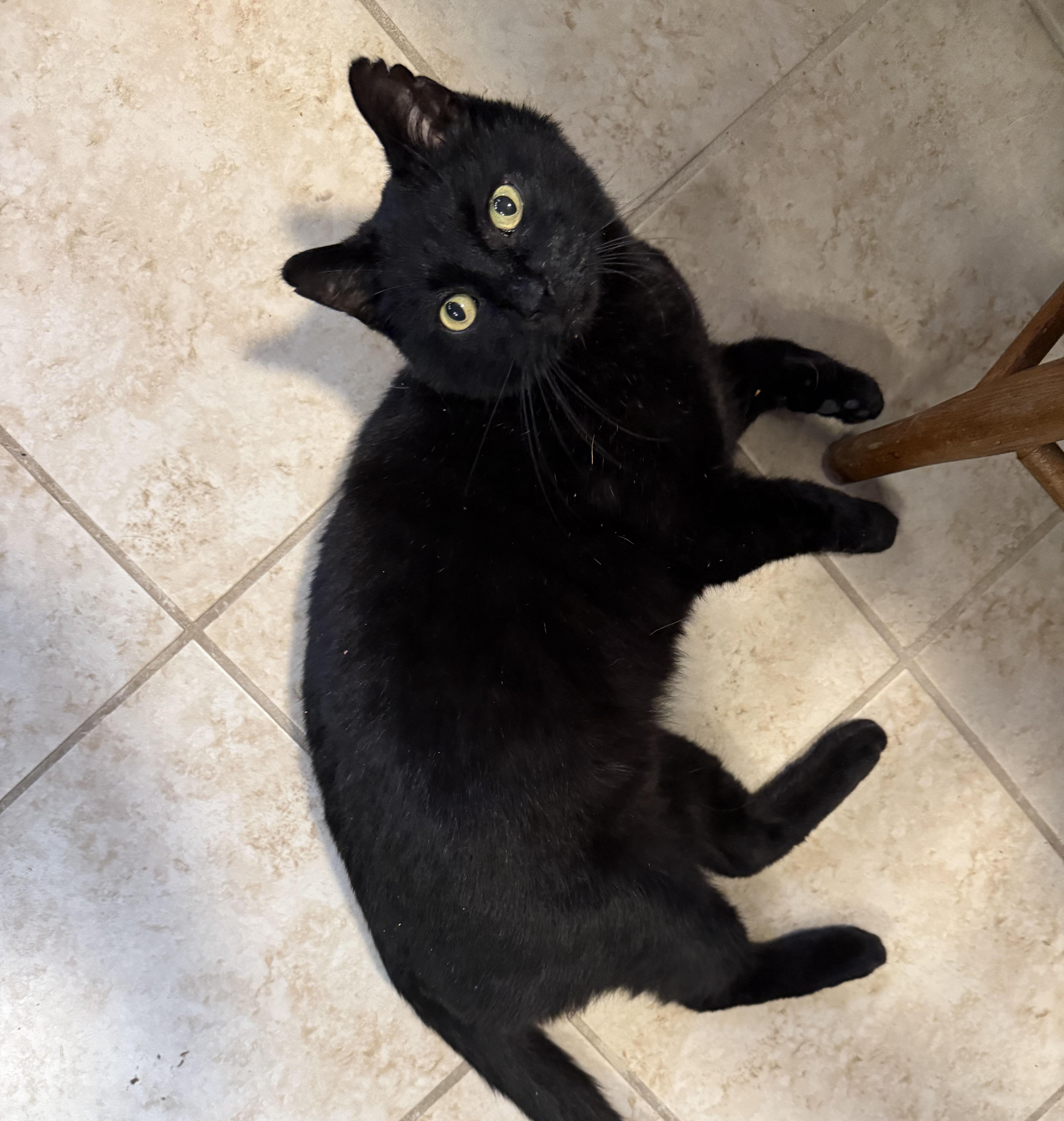 Taz, ADOPTABLE, Senior Male Domestic Short Hair.