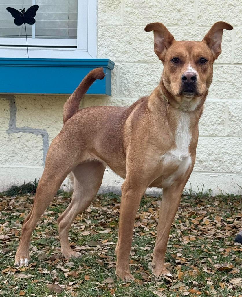 Jasmine, Adoptable, Young Female Mixed Breed.