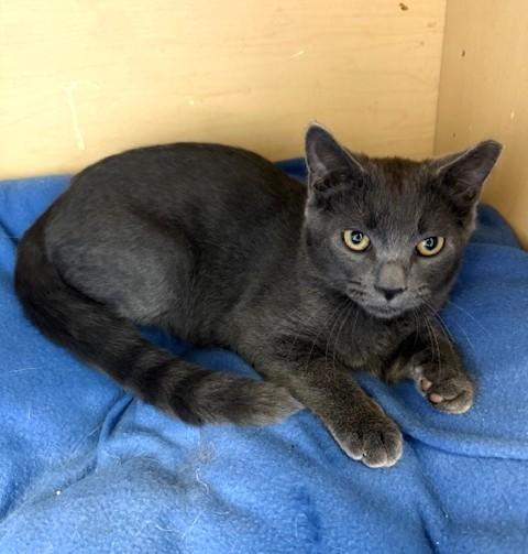 Ruben, Adoptable, Young Male Domestic Short Hair.