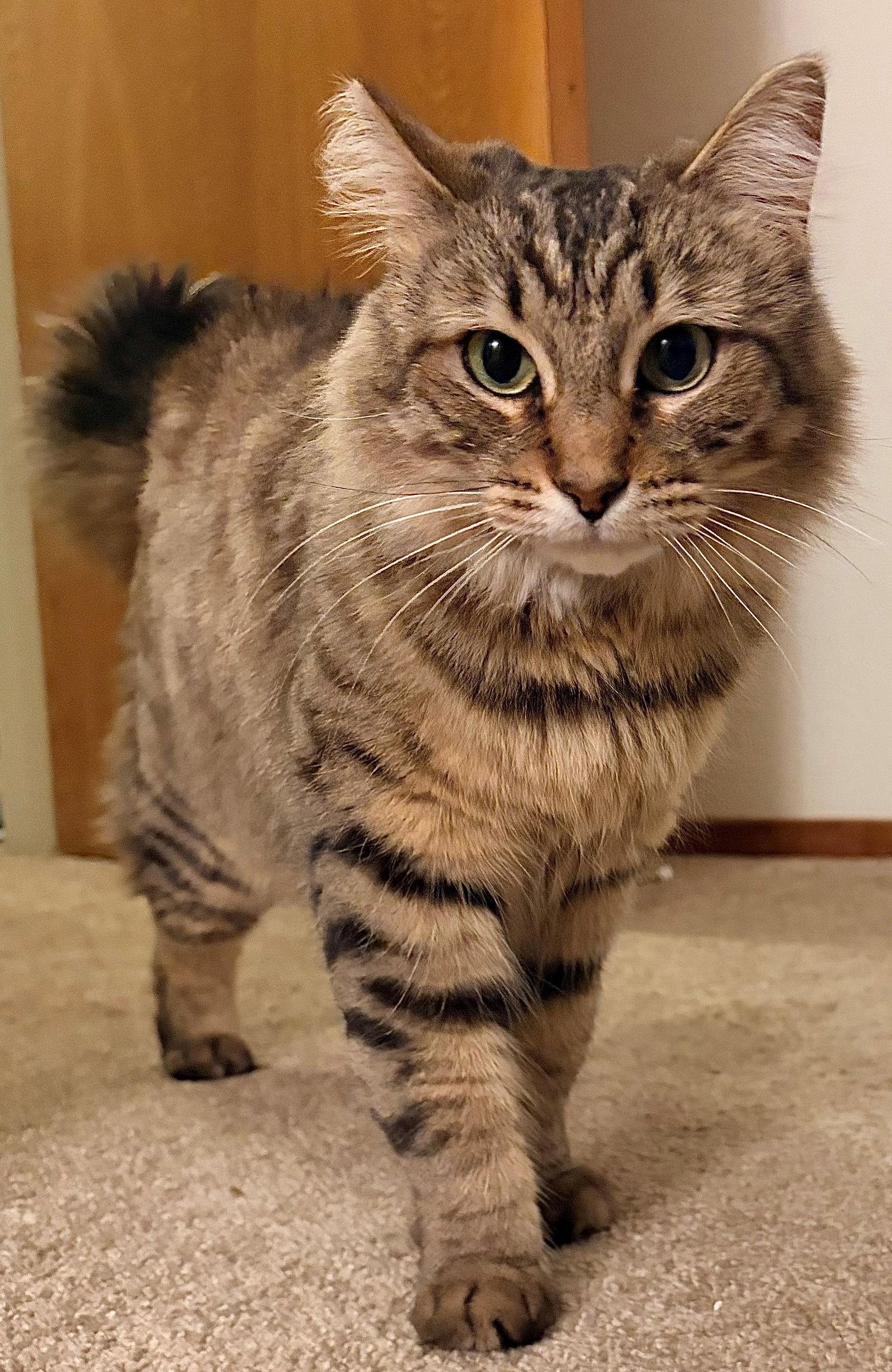 Blossom, Adoptable, Adult Female Maine Coon & Domestic Long Hair.