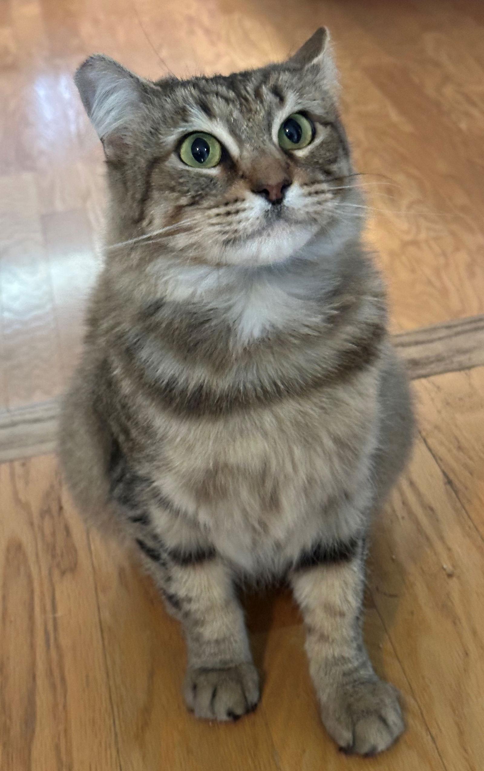 Blossom, Adoptable, Adult Female Tabby & Domestic Medium Hair.