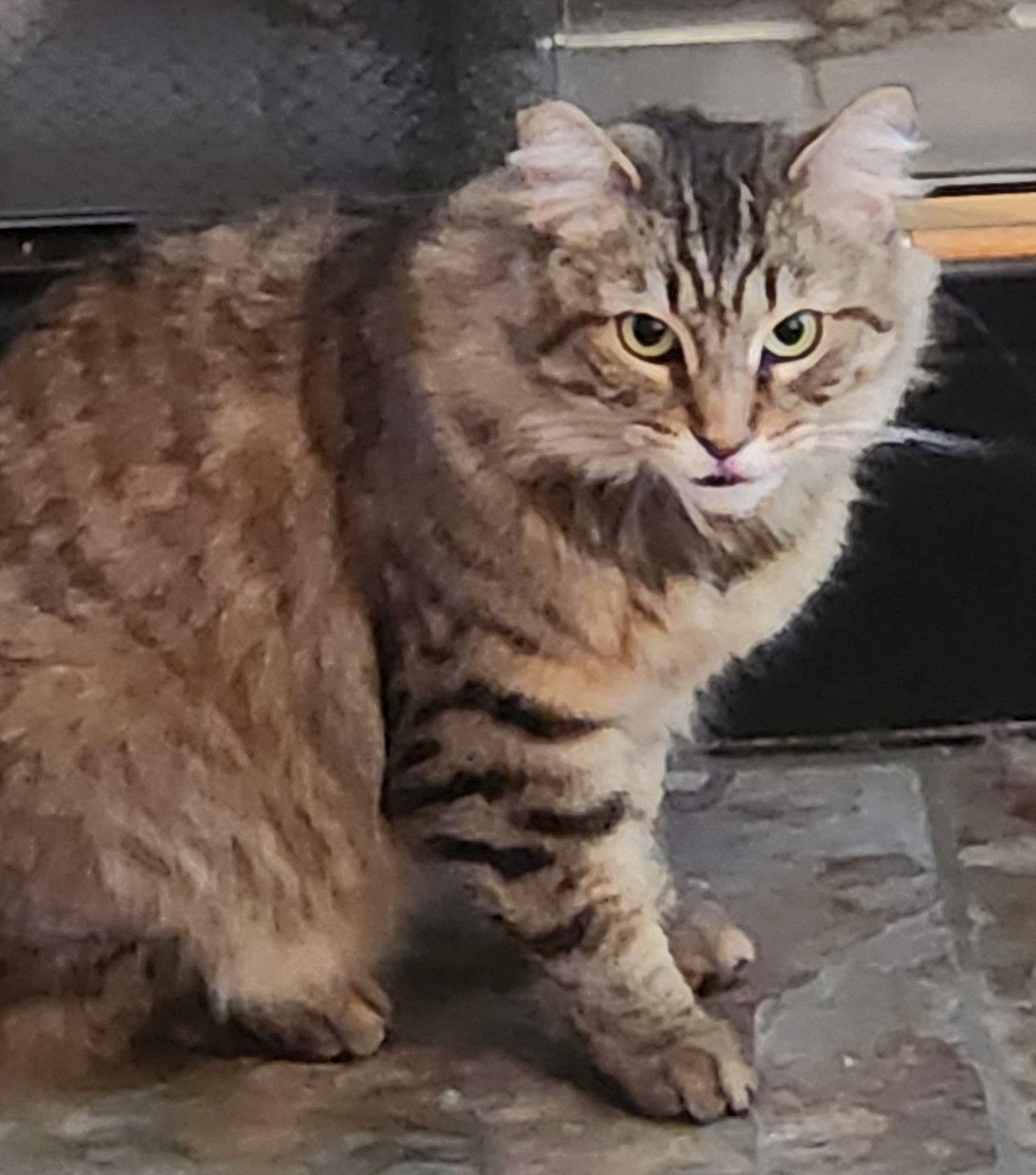 Enlarge Blossom, a Adoptable mixed breed in Palo Alto, CA image 1/3