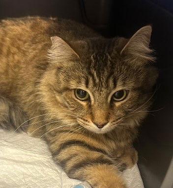 Enlarge Blossom, a Adoptable mixed breed in Palo Alto, CA image 2/3