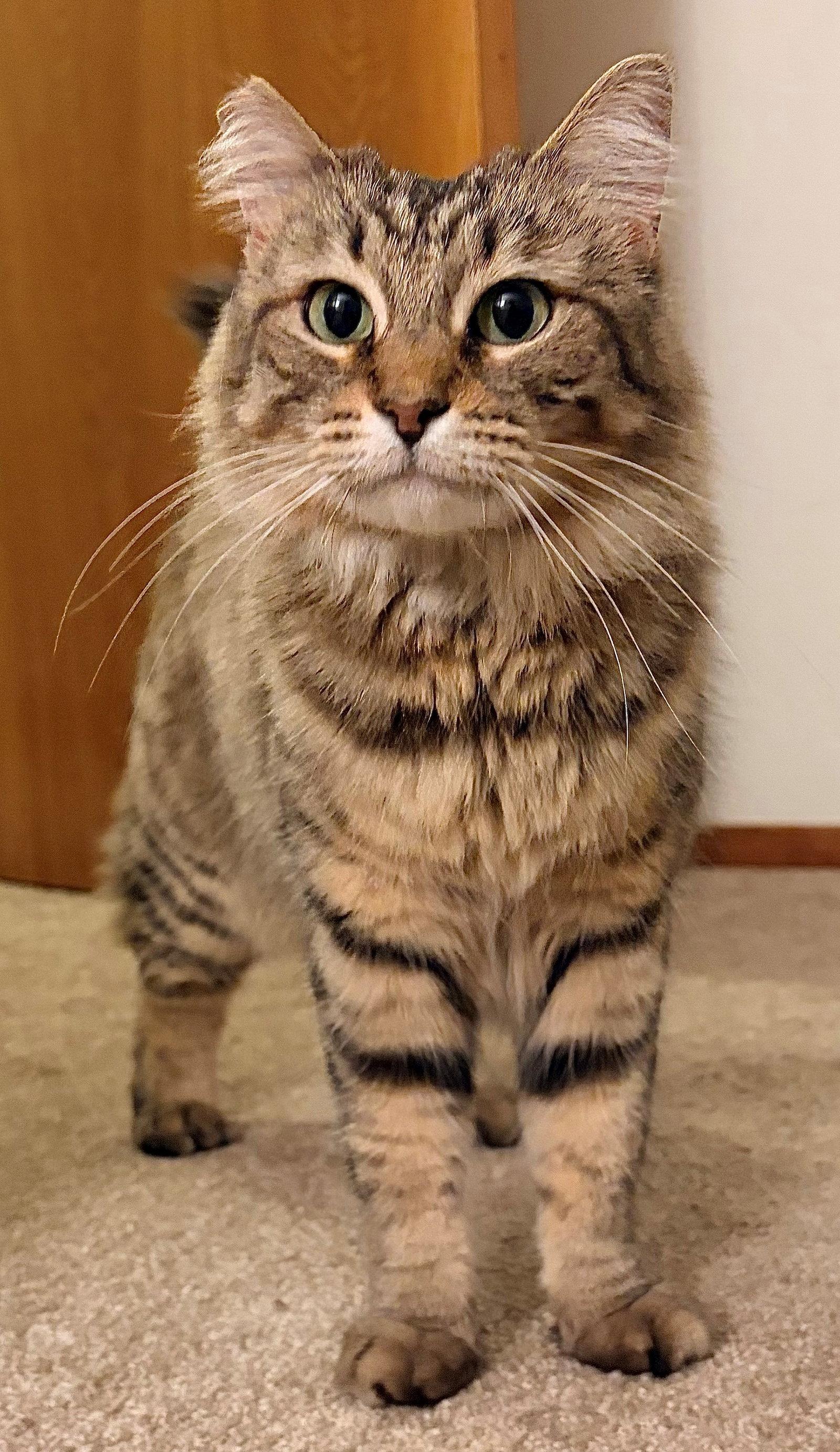 Enlarge Blossom, a Adoptable mixed breed in Palo Alto, CA image 2/3