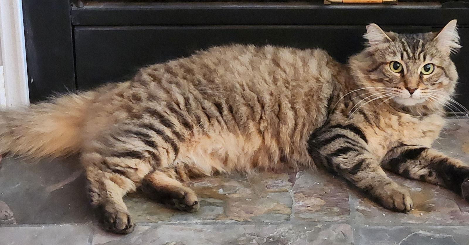 Enlarge Blossom, a Adoptable mixed breed in Palo Alto, CA image 3/3