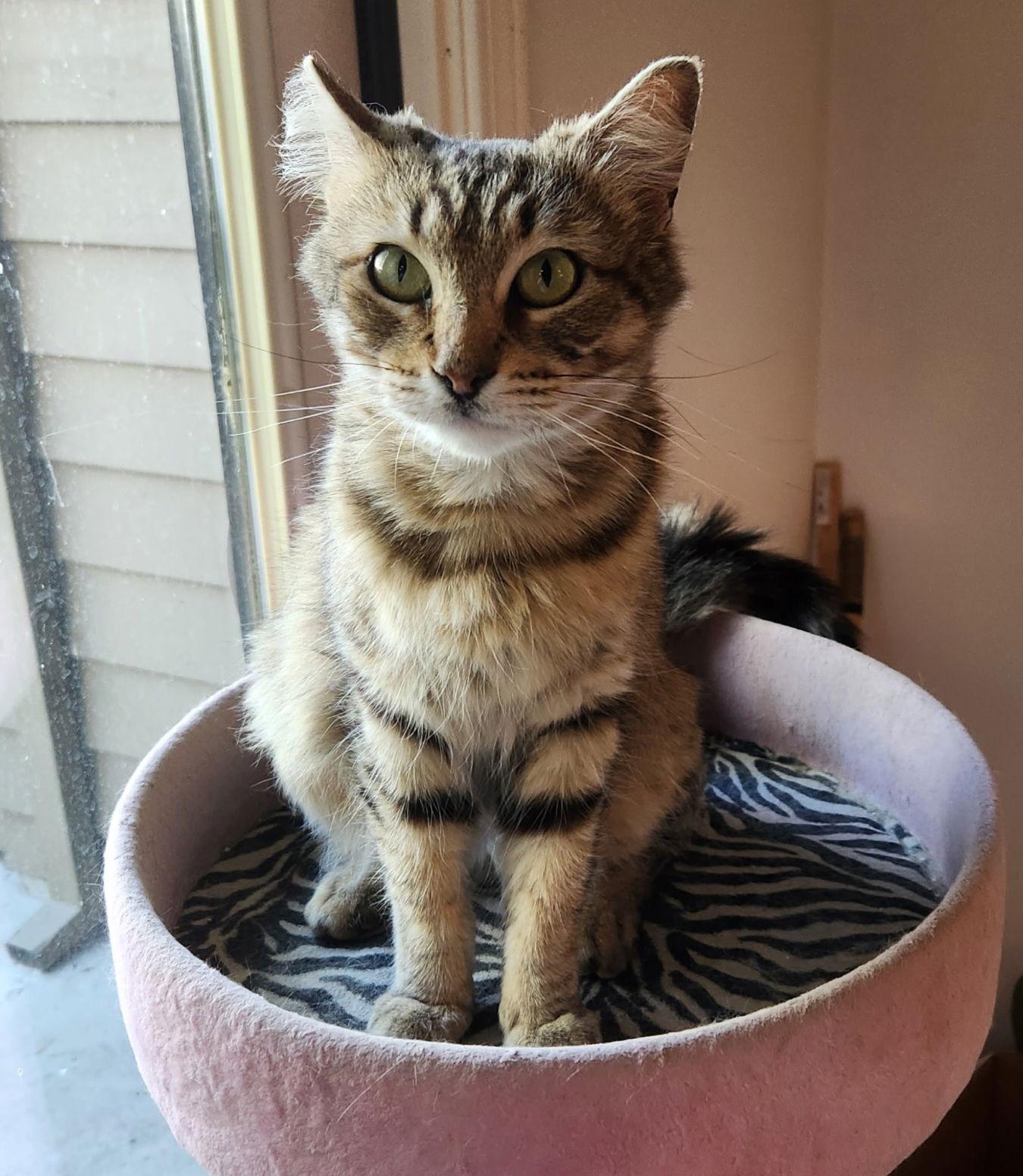 Blossom, a Adoptable mixed breed in Palo Alto, CA image 2/3