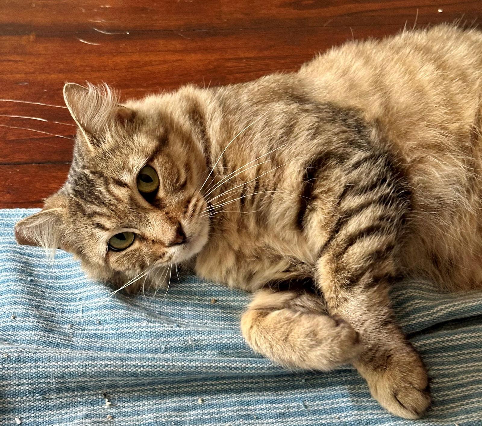 Blossom, a Adoptable mixed breed in Palo Alto, CA image 3/3