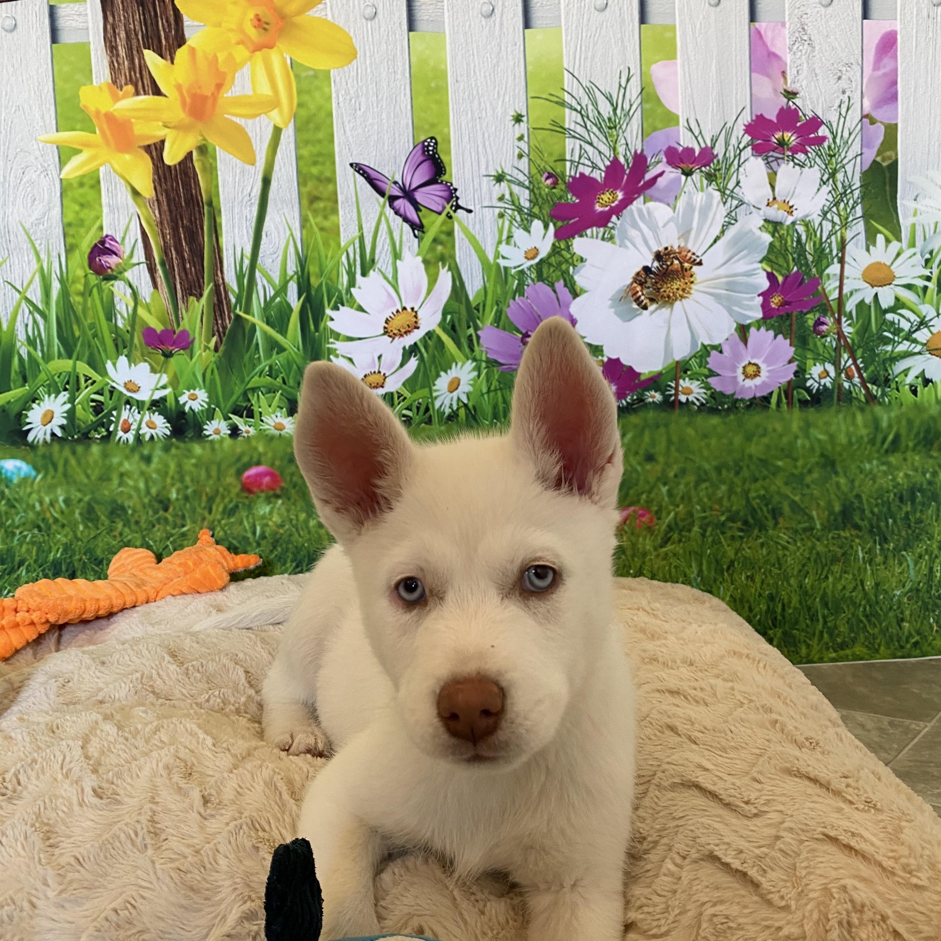 Enlarge Dublin, an adopted mixed breed in Copiague, NY image 5/5