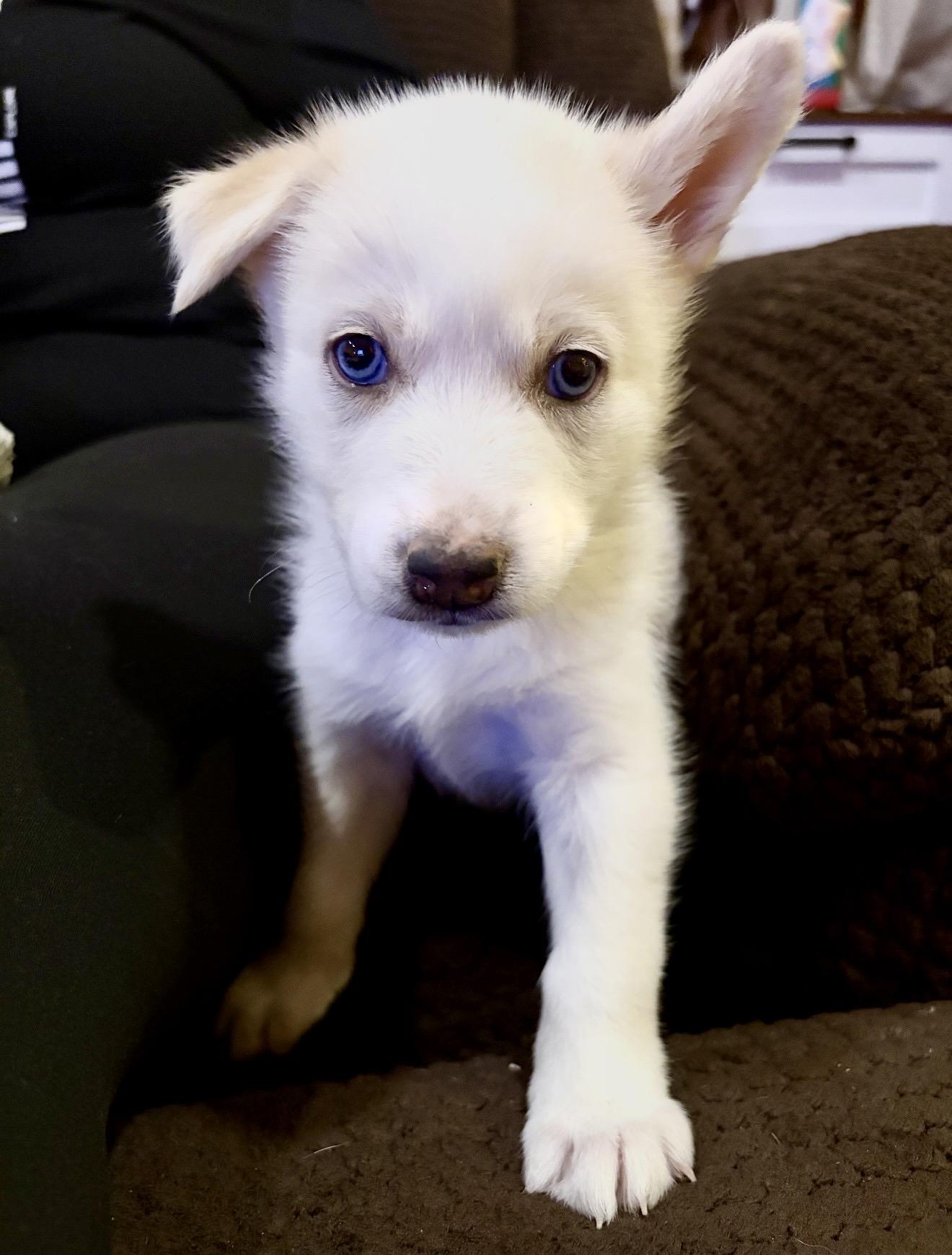 Dublin, Adoptable, Puppy Male White German Shepherd.