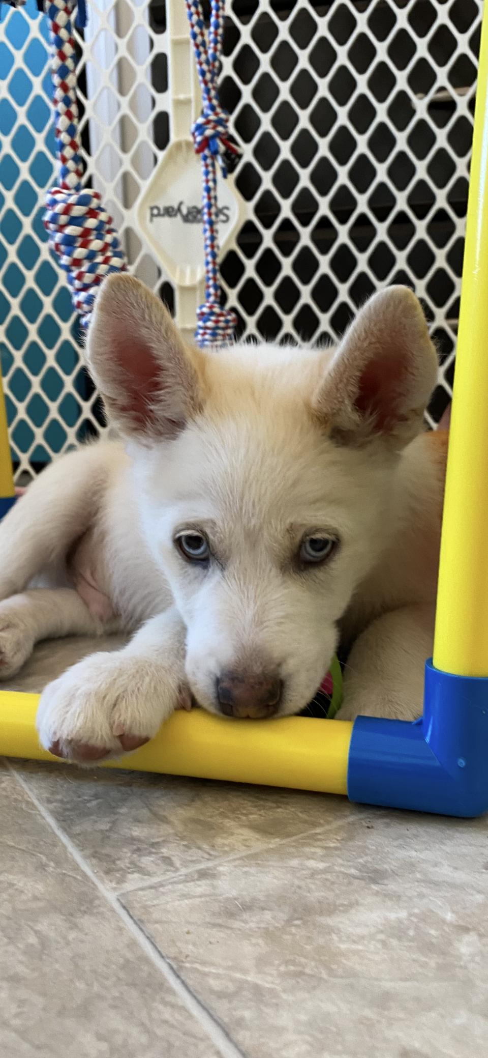 Enlarge Dublin, an adopted mixed breed in Copiague, NY image 4/5