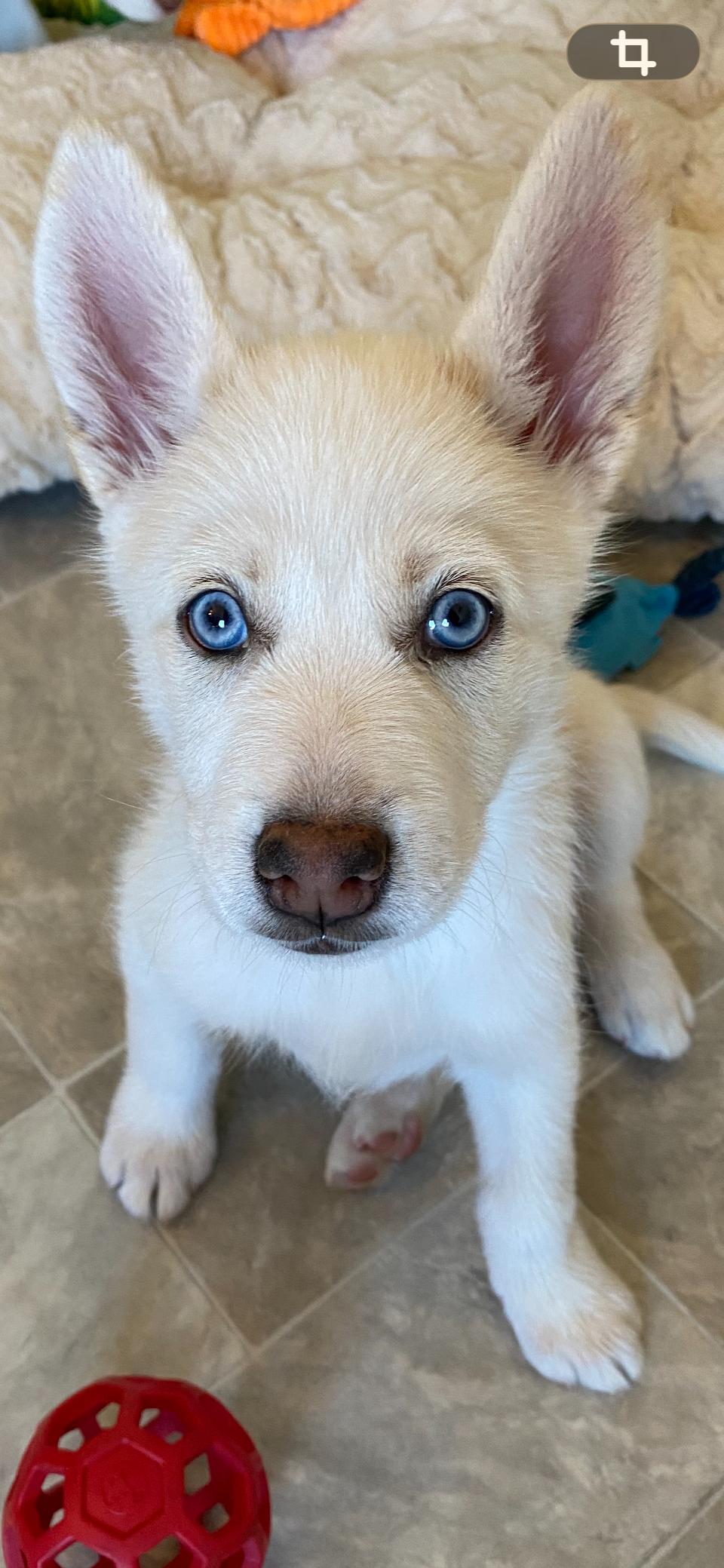 Enlarge Dublin, an adopted mixed breed in Copiague, NY image 2/5