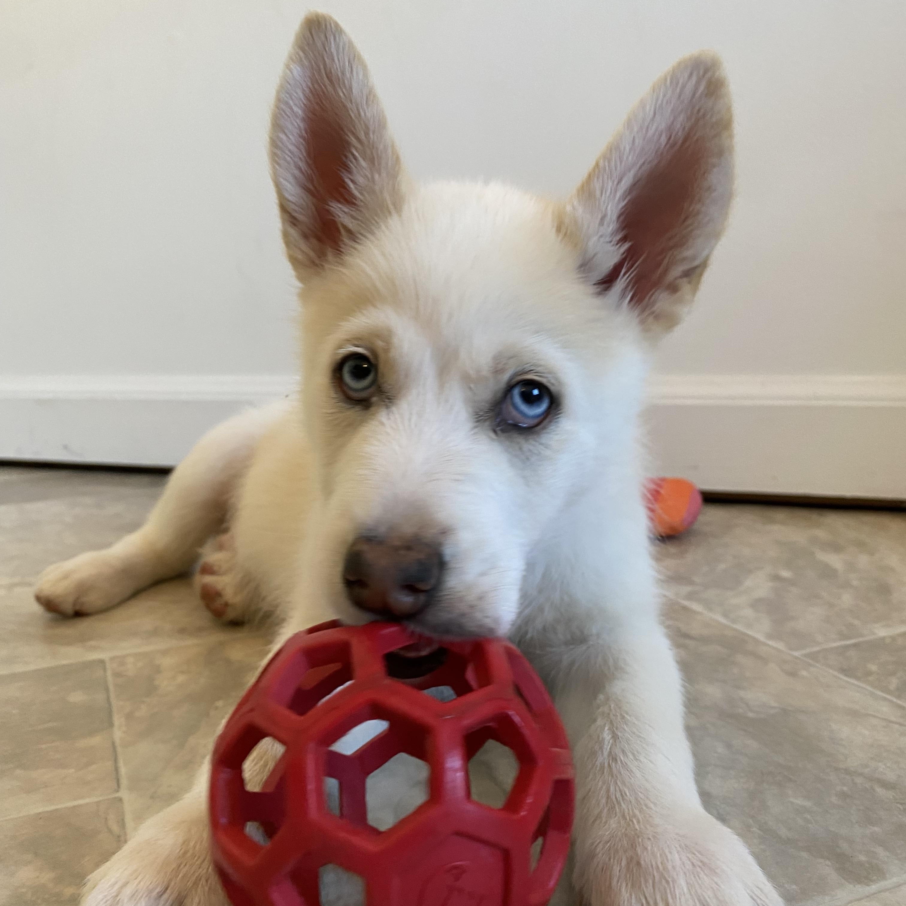 Enlarge Dublin, an adopted mixed breed in Copiague, NY image 1/5