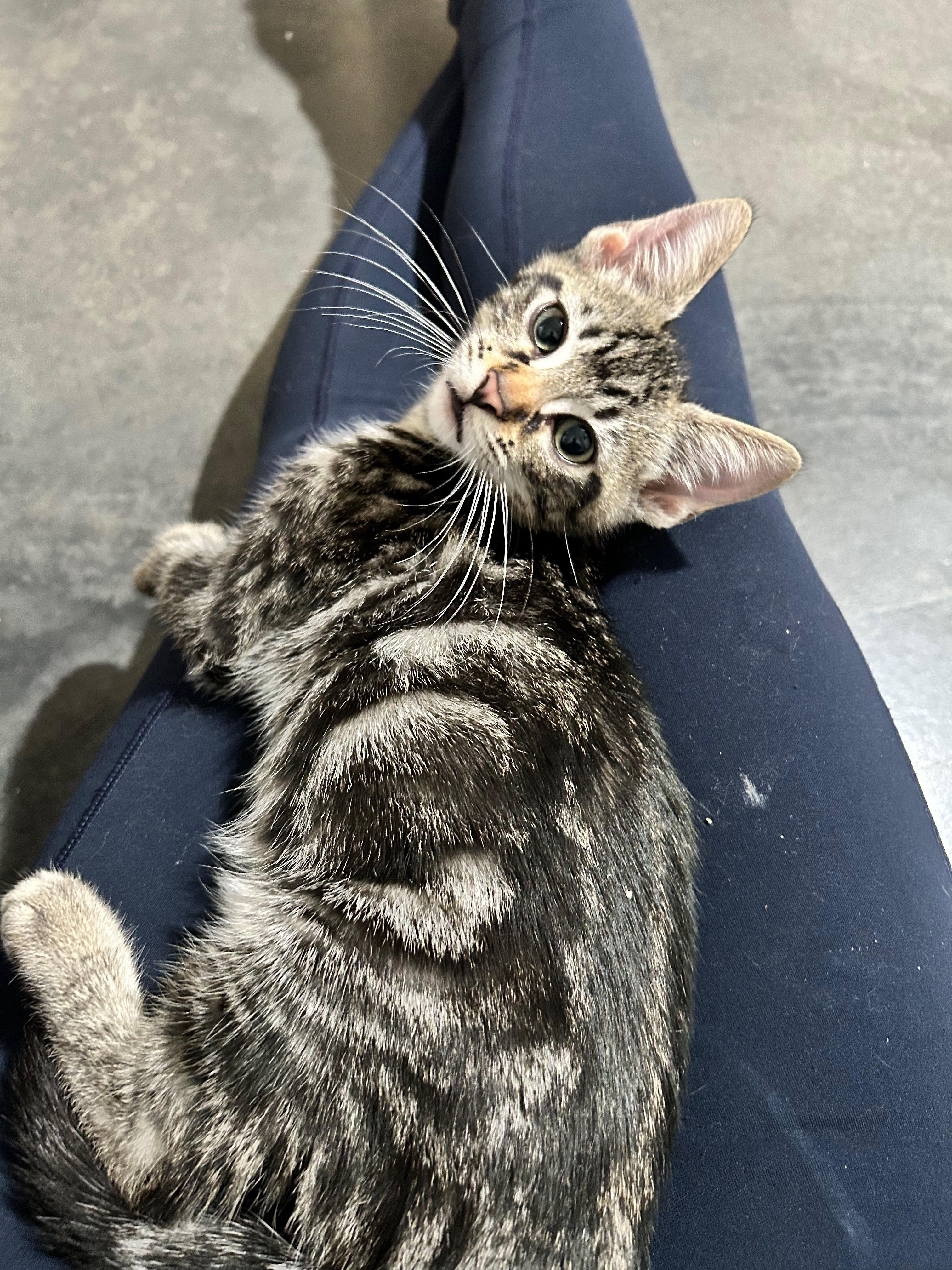 Max (Factor) - The Glam Group