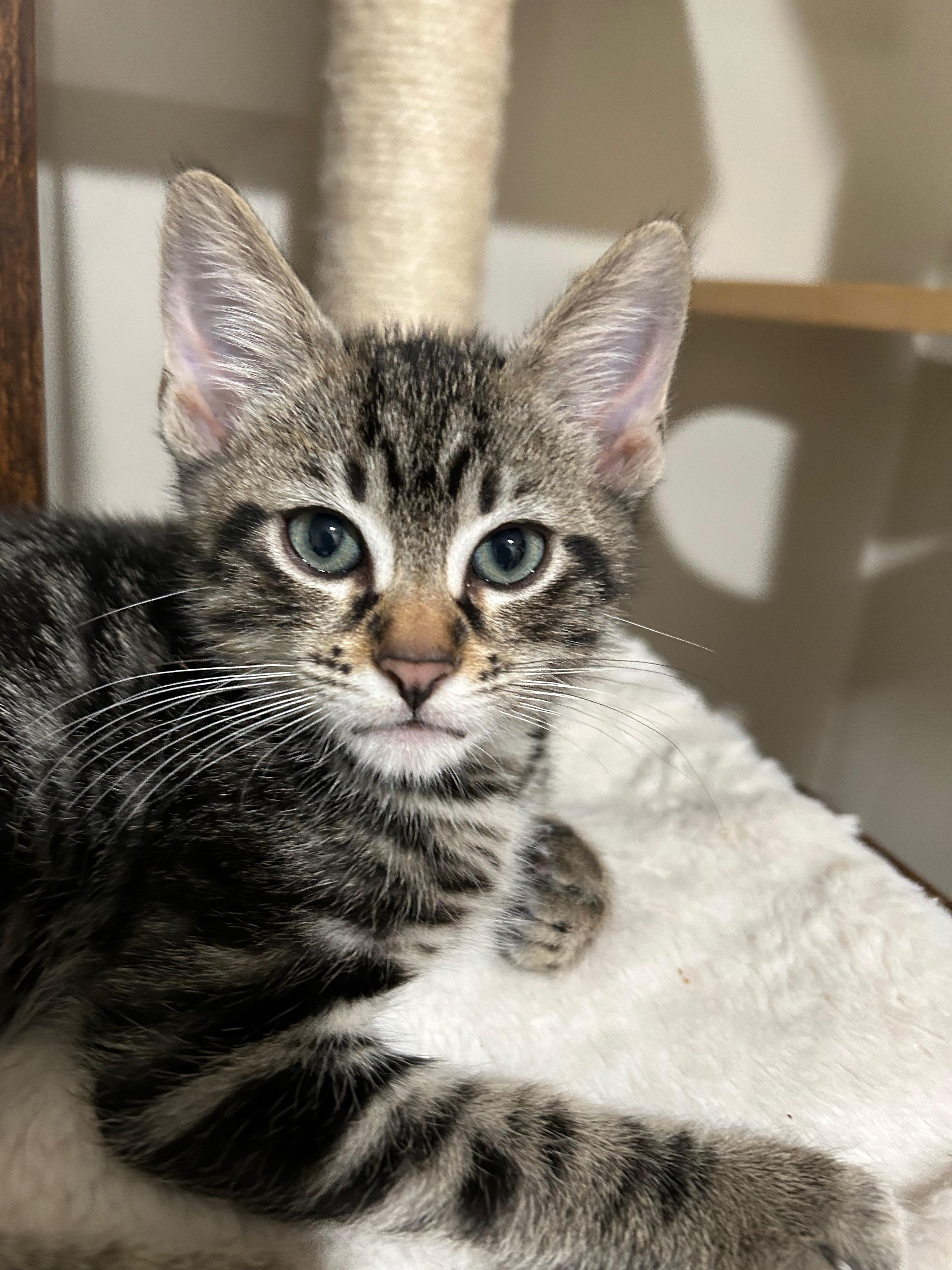 Max (Factor) - The Glam Group