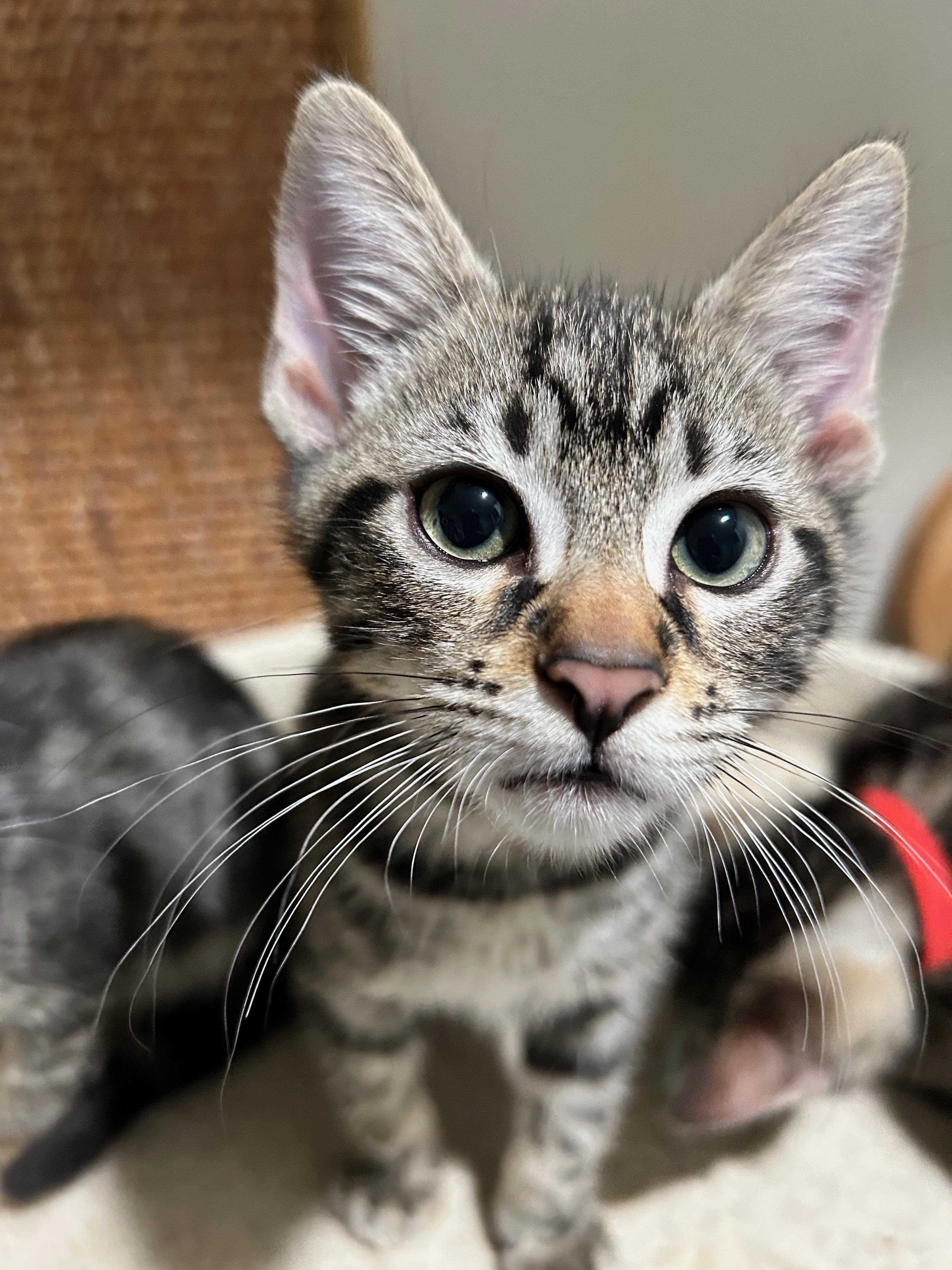 Max (Factor) - The Glam Group