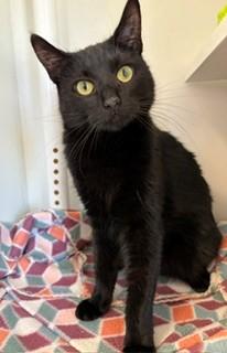 Enlarge Franky, a Adoptable Domestic Short Hair in Mason City, IA image 1/3