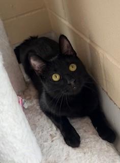 Franky, ADOPTABLE, Adult Female Domestic Short Hair.