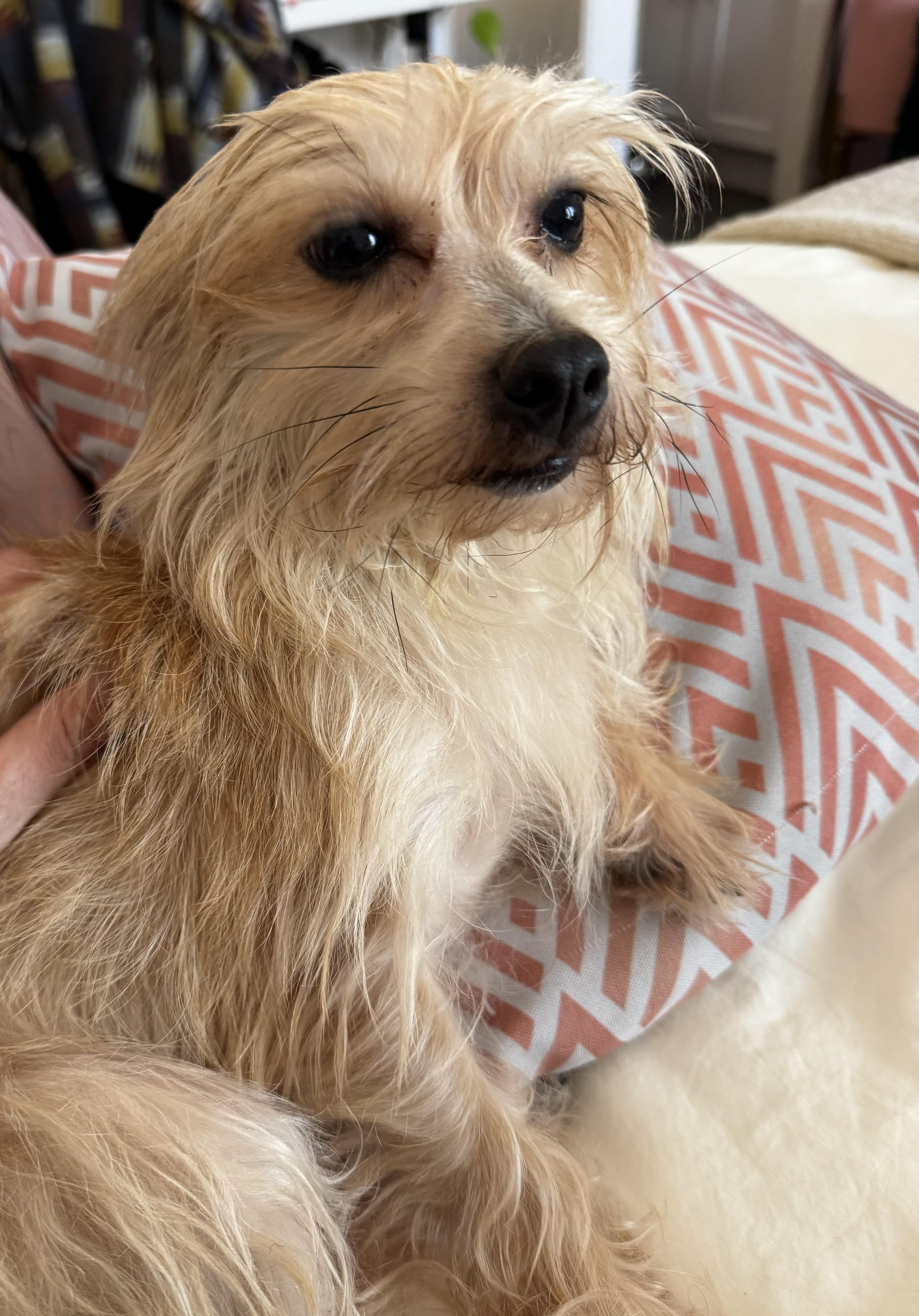 Tess, a ADOPTABLE Terrier in Studio City, CA image 1/4