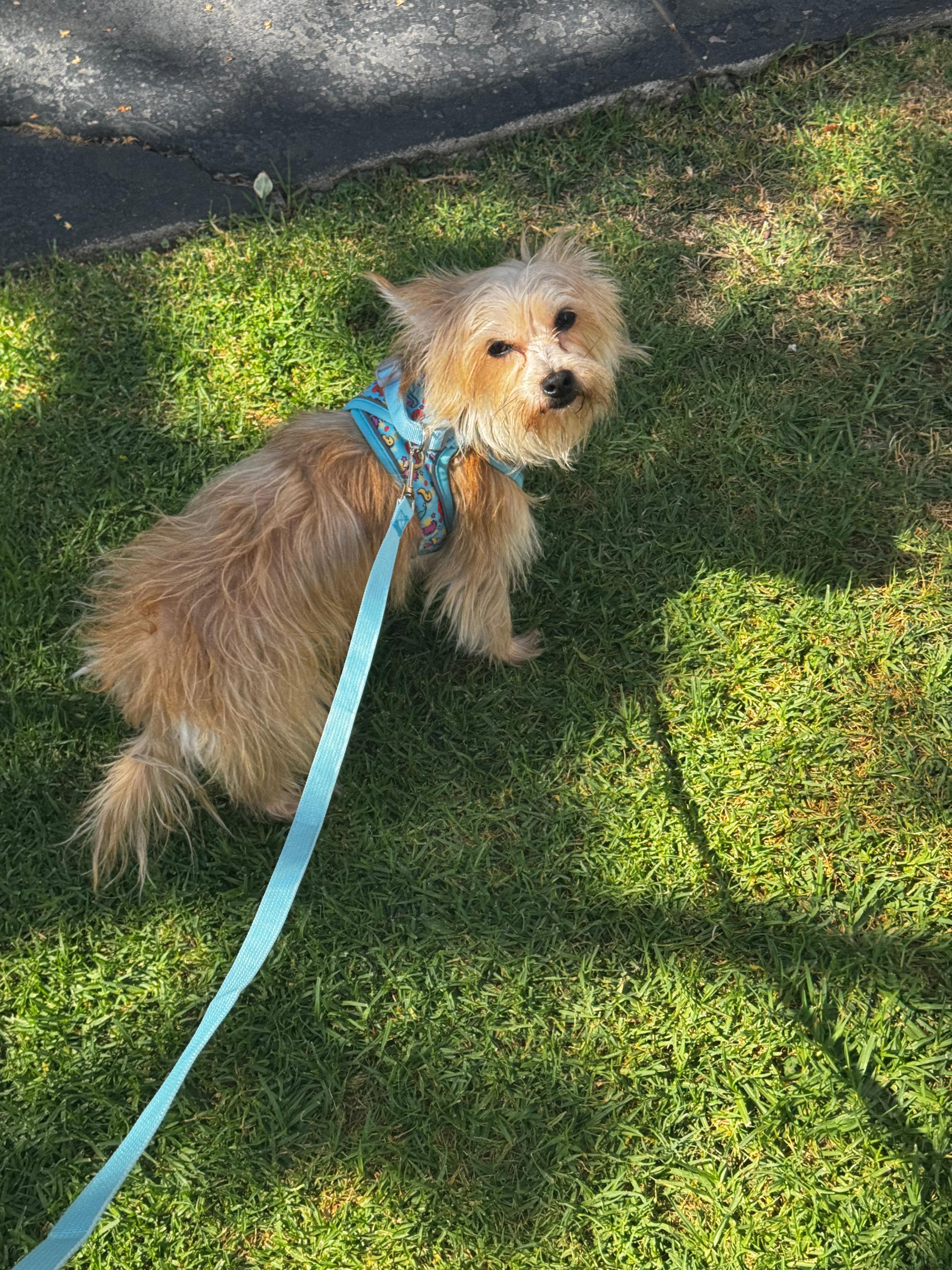 Enlarge Tess, an adopted mixed breed in Westlake Village, CA image 5/6